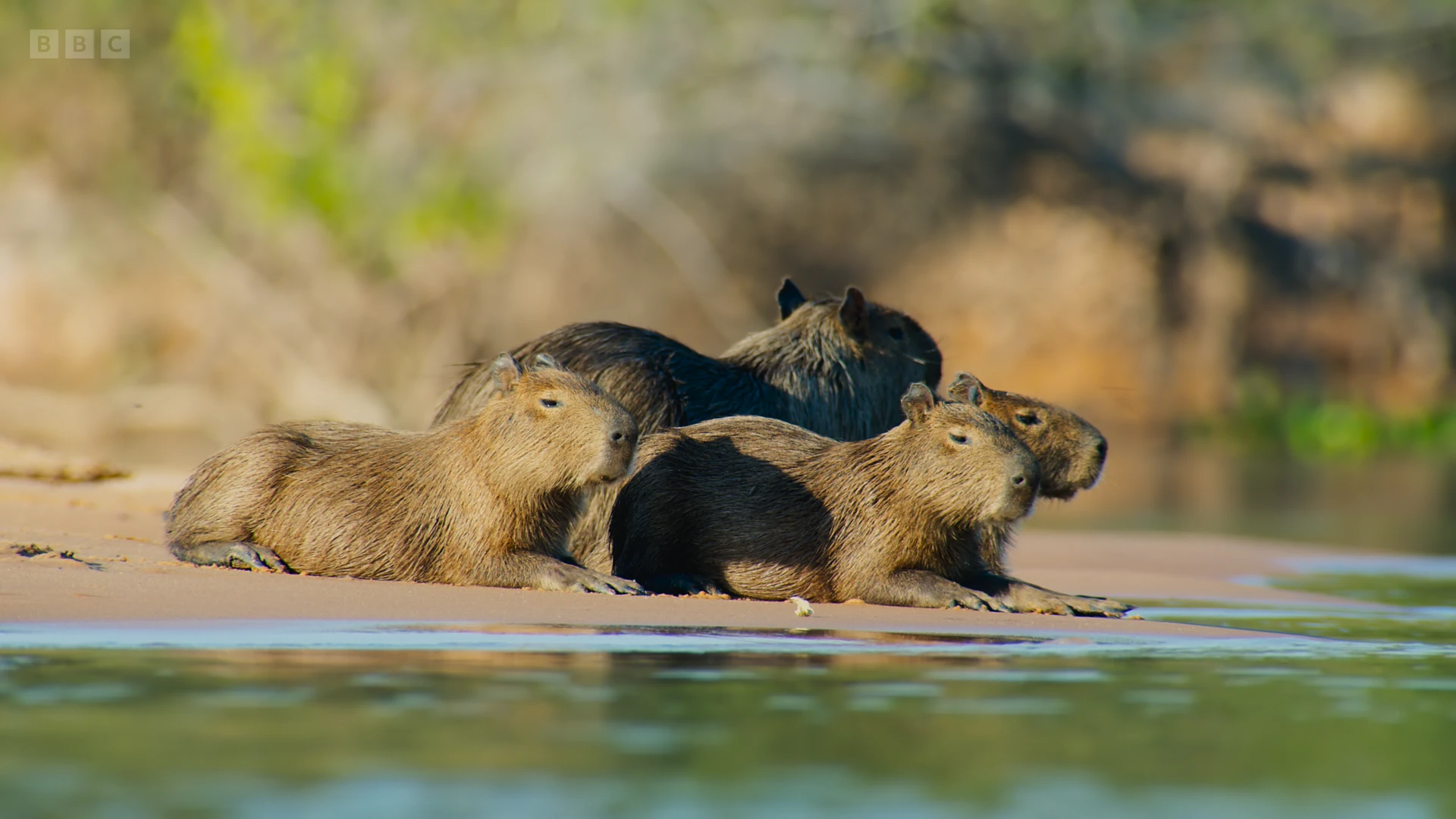 Capybara (Hydrochoerus hydrochaeris) as shown in Planet Earth II - Jungles